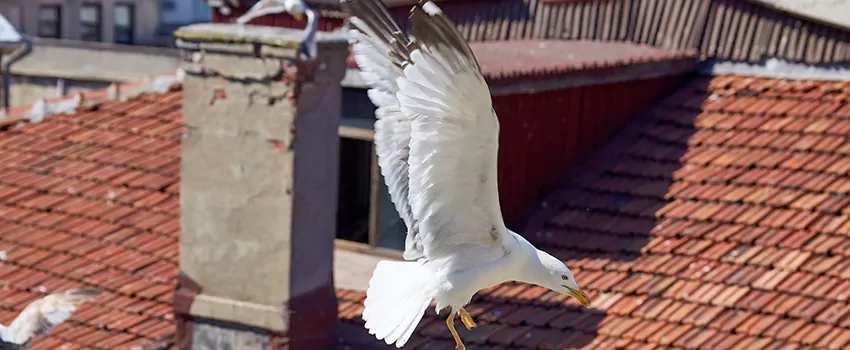Residential Chimney Animal Removal Solution in Tullahoma, TN