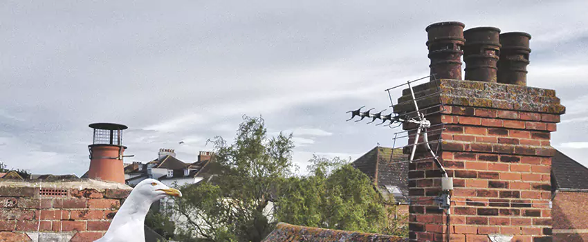 Chimney Cleaning And Restoration in Tullahoma, Tennessee